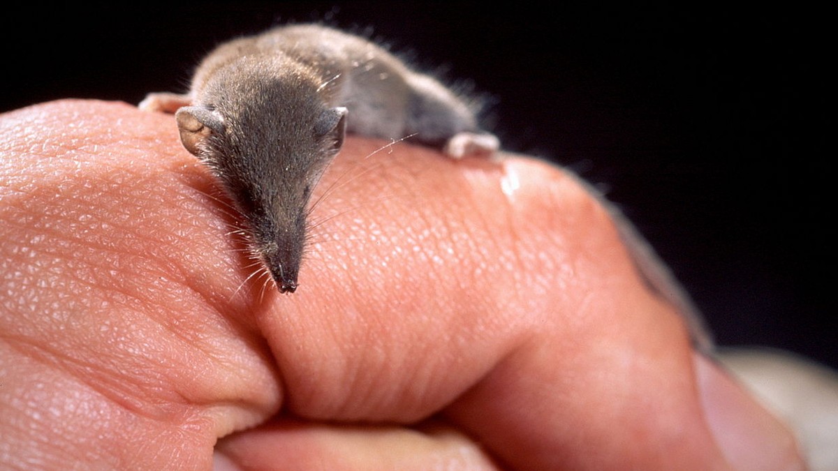 Etruskerspitzmaus, Suncus etruscus
https://commons.wikimedia.org/w/index.php?curid=4607913