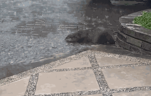 Animiertes GIF