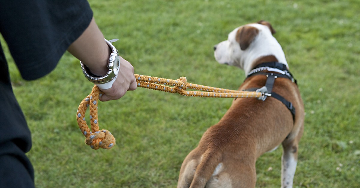Hunde im Kanton Zürich müssen ab 1. April häufiger an die Leine – das musst du wissen