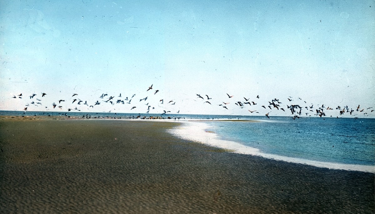 Flacher Sandstrand mit Vogelschwarm
Pelikane 
Beschreibung:
Flacher Sandstrand mit Vogelschwarm 
Datierung:
16.4.1915 
Enthalten in:

Impressum:
 
Physische Beschreibung:
Fotografie : Glasdiapositiv 
 ...