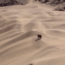 Animiertes GIF