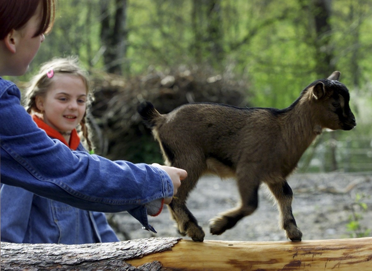 Schulkinder spielen am Mittwoch, 11. April 2001 im Tierpark Daehlhoelzli in Bern mit einer jungen Zwergziege. Insgesamt 11 Jungtiere wurden Ende Februar geboren, gezeugt vom Zwergziegenbock 'Stro ...