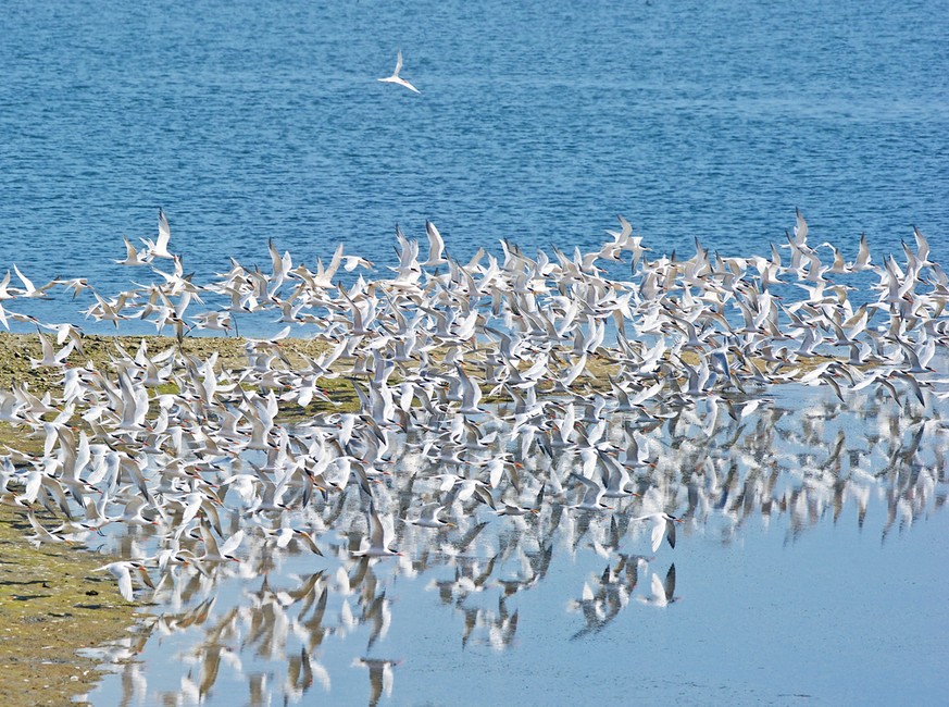 Zugvögel, Küstenseeschwalben