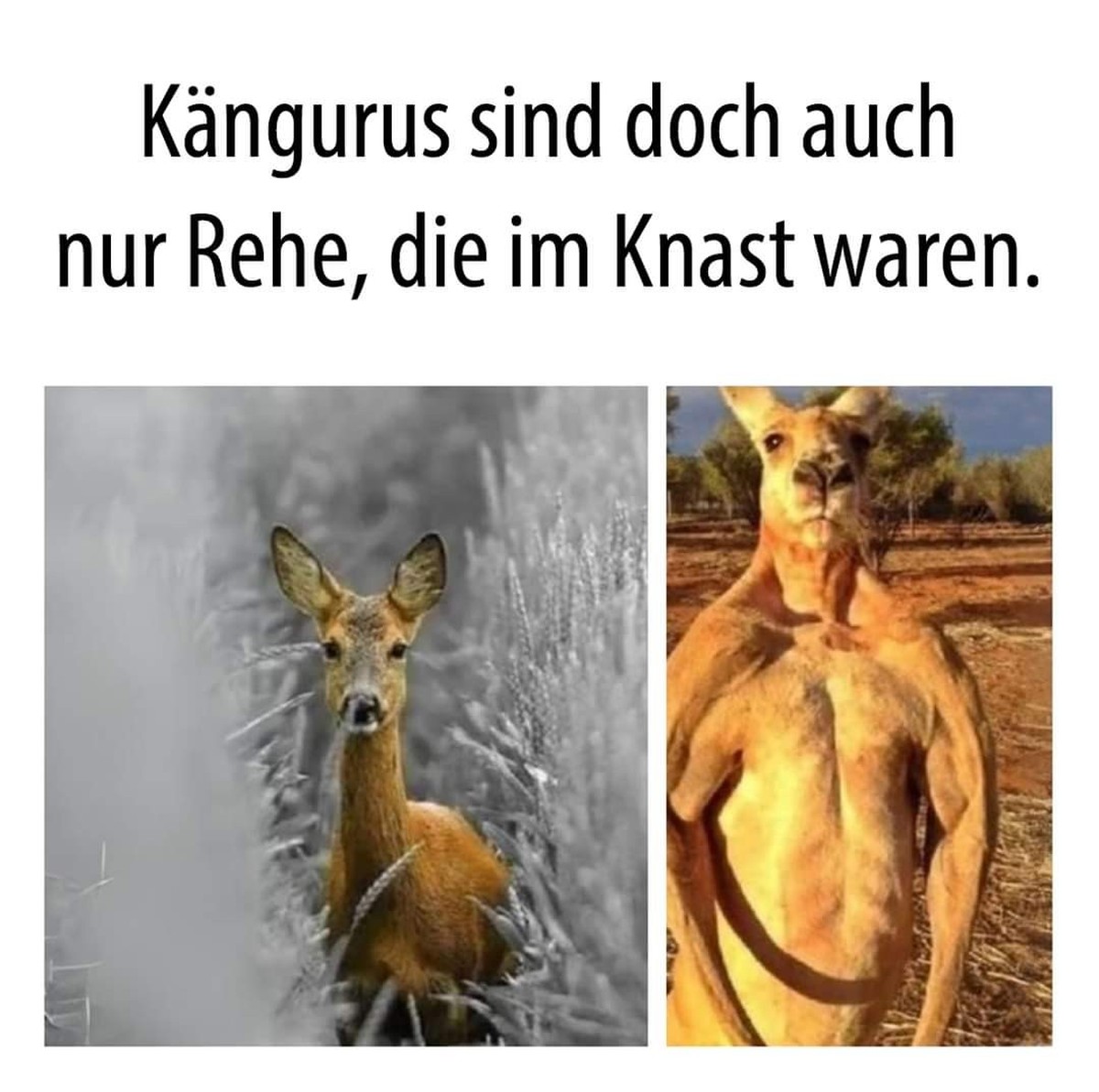 Picdump 95 вЂ“ weil es neben der EM auch noch Memes gibt\nрџ¤Ј