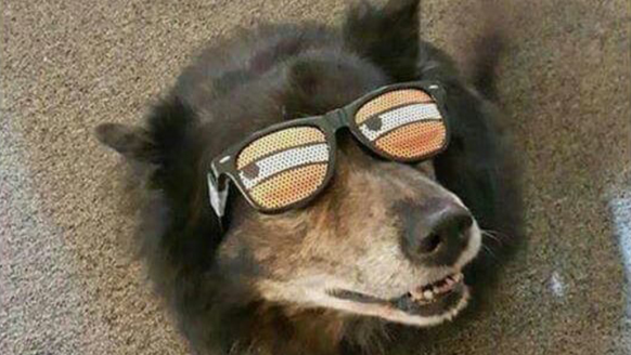 Hund mit Brille
Cute News
https://imgur.com/gallery/oQ0uR