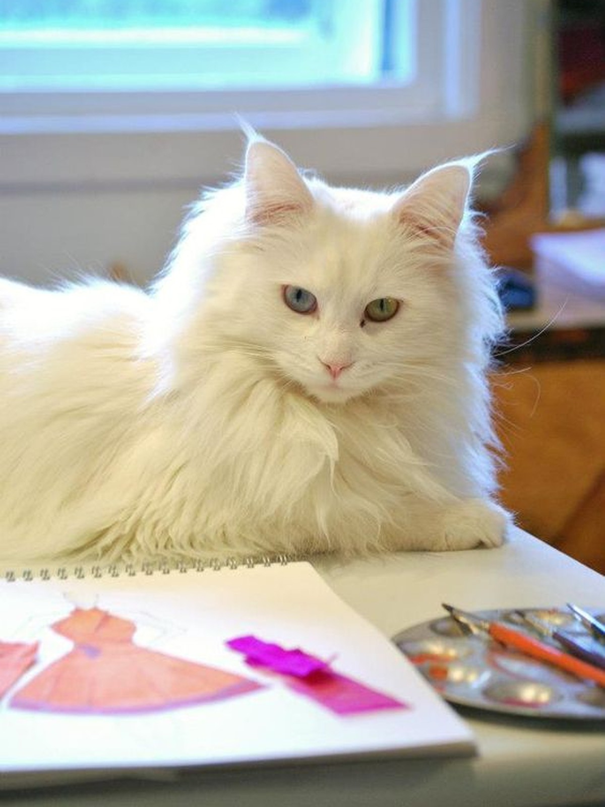 weisse Katze malen

https://www.pinterest.com/pin/517702919640791899/