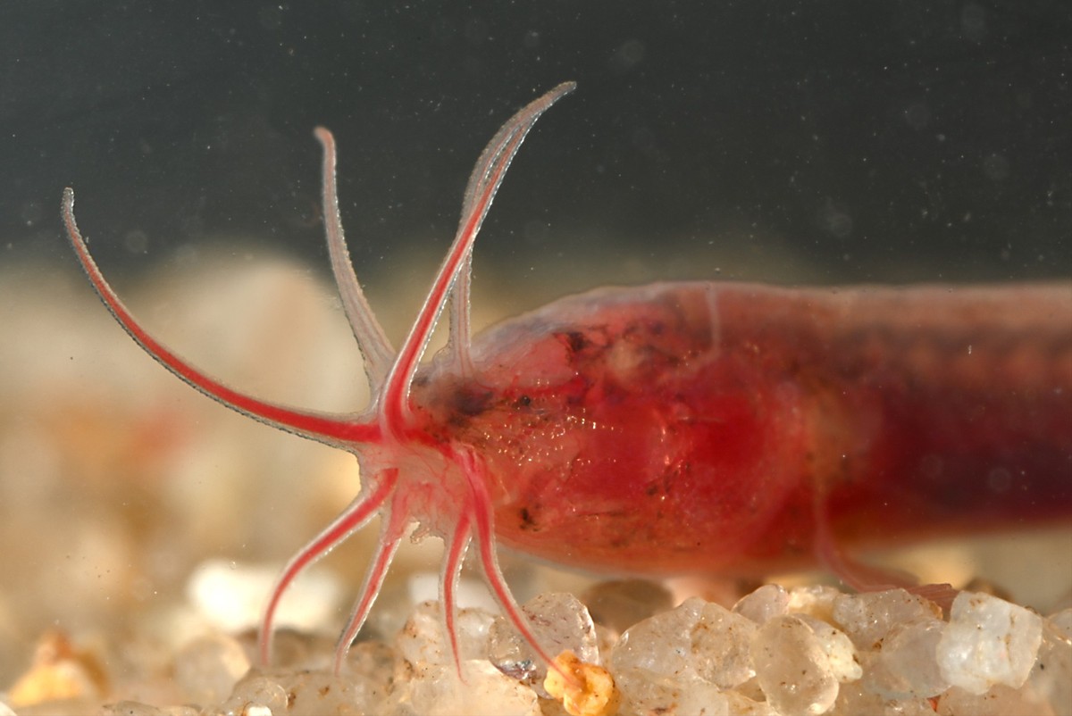 Gitchak nakana ist nur 20 Millimeter lang, hat zurückgebildete Augen.
