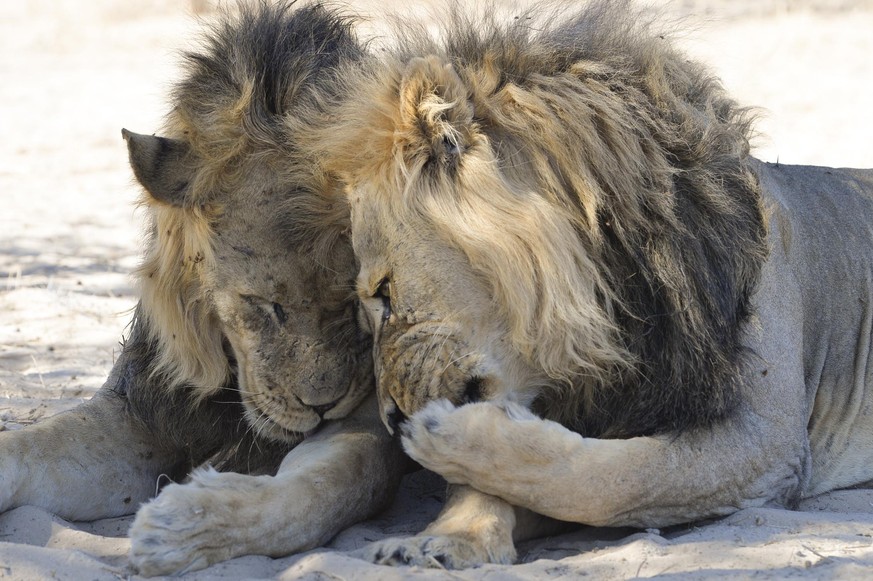 The Comedy Wildlife Photography Awards 2020
Bernhard Esterer
Oudtshoorn
South Africa
Phone: 
Email: 
Title: Spreading the Wildlife Gossip
Description: Two male lions sharing between one another the se ...