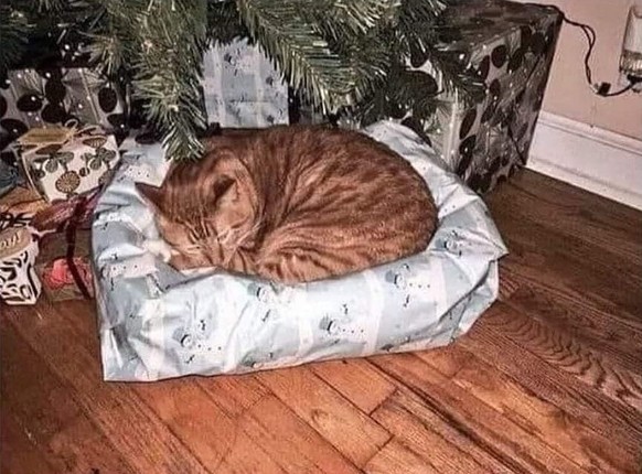 cute news tier katze schläft unter dem weihnachtsbaum

https://www.instagram.com/p/C0BXD4rtyQj/