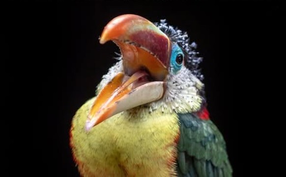 Krauskopfarassari (Pteroglossus beauharnaesii)

https://www.instagram.com/p/DVPRA8djjsC/?img_index=4