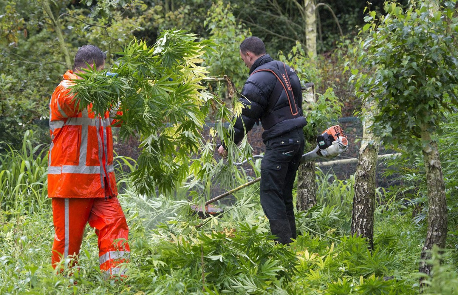 Die Pflanzen werden sorgfältig von der Polizei beschlagnahmt.