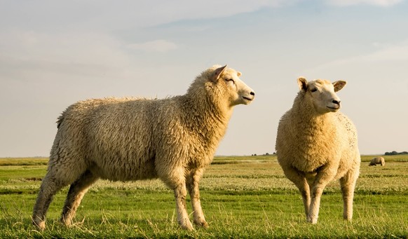 Schafe an der friesischen K