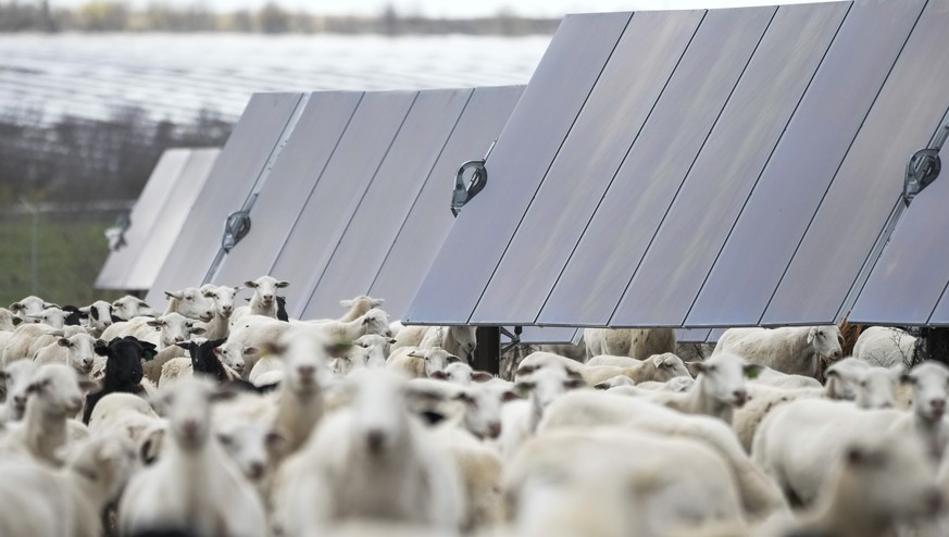 Sheep graze on a solar farm owned by SB Energy on Tuesday, Dec. 17, 2024, in Buckholts, Texas. (AP Photo/Ashley Landis)