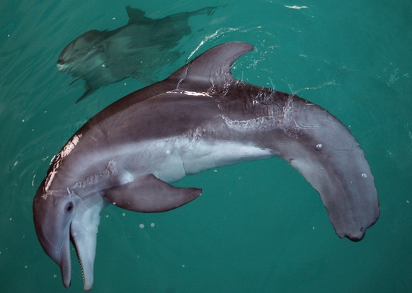 FILE - Winter, the tail-less dolphin at the Clearwater Marine Aquarium swims in a tank with &quot;Panama,&quot; another dolphin being cared for by the facility on Oct. 28, 2008. The prosthetic-tailed  ...