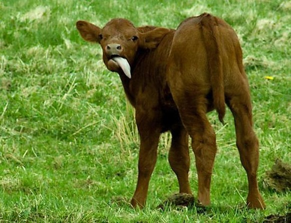 nice news animal calf cow https://www.pinterest.ch/pin/407857309974629109/