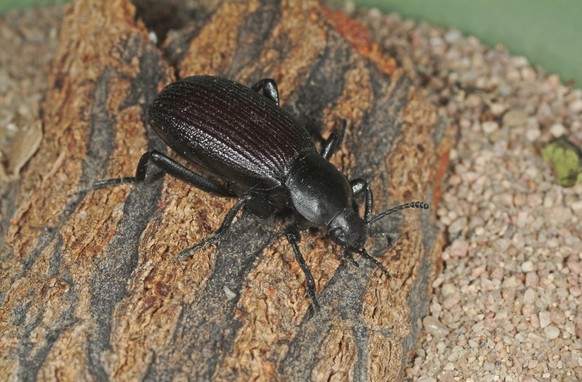 This image provided by Bugwood.org shows a ground beetle. (Joseph Berger/Bugwood.org via AP)