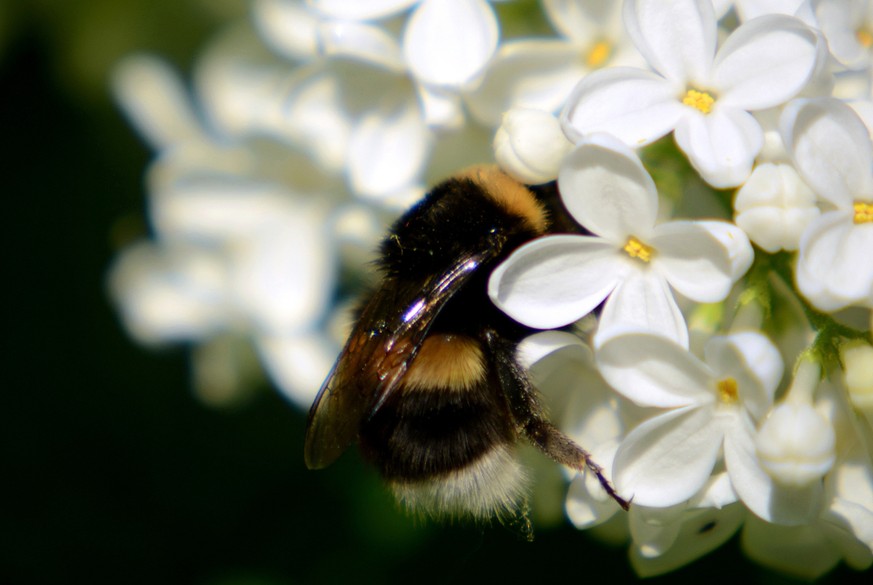 Wiesenhummel