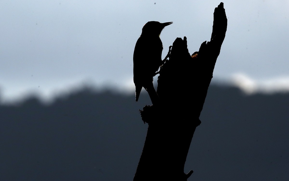 epa10490356 A bird of the species Melanerpes rubricapillus, at the La Florida farm, in Cali, Colombia, 17 February 2023 (Issued 25 February 2023). For the Camacho Márquez family, the fluttering of the ...