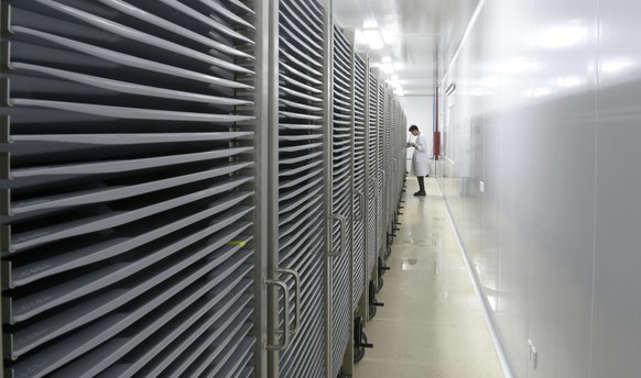 This July 13, 2019 photo provided by Guangzhou Wolbaki Biotech shows containers where Aedes albopictus mosquito larvae are being raised at the company&#039;s lab in Guangzhou, China. Researchers zappe ...