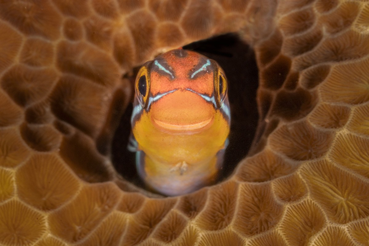 Nikon Comedy Wildlife Awards 2025