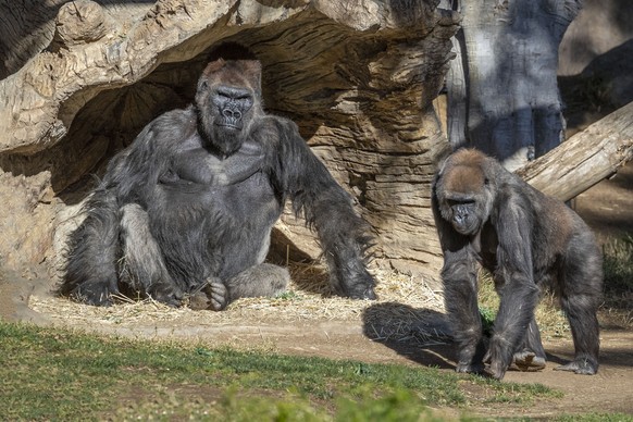 Members of the gorilla troop at the San Diego Zoo Safari Park in Escondido, Calif., are seen in their habitat on Sunday, Jan. 10, 2021. Several gorillas at the zoo have tested positive for the coronav ...