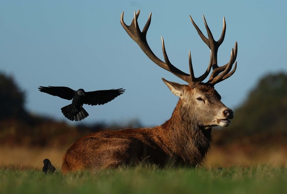 epa11679525 A bird lands on a stag in Richmond Park in London, Britain, 24 October 2024. Richmond Park is a National Nature Reserve and home to over 630 red and fallow deer who have been roaming freel ...