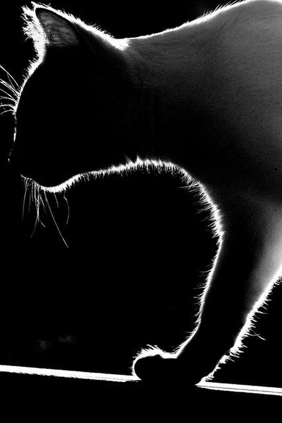 Katzensilhouette.

https://www.flickr.com/photos/carlosdeteisfoto/10996594554/