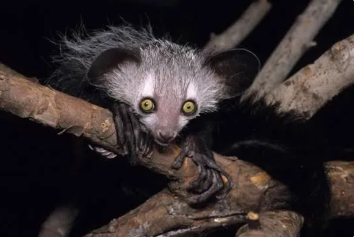 Lemur

https://www.threads.com/@sarcastic_desert_ferret/post/Dbw7pU-jKDU?xmt=AQG0BScK2F-sdztf8gud2UCb7QxUh0Y82_IyTevLa_1FYPHkYygheftYD0iKbKp3T-CC14lK&amp;slof=1