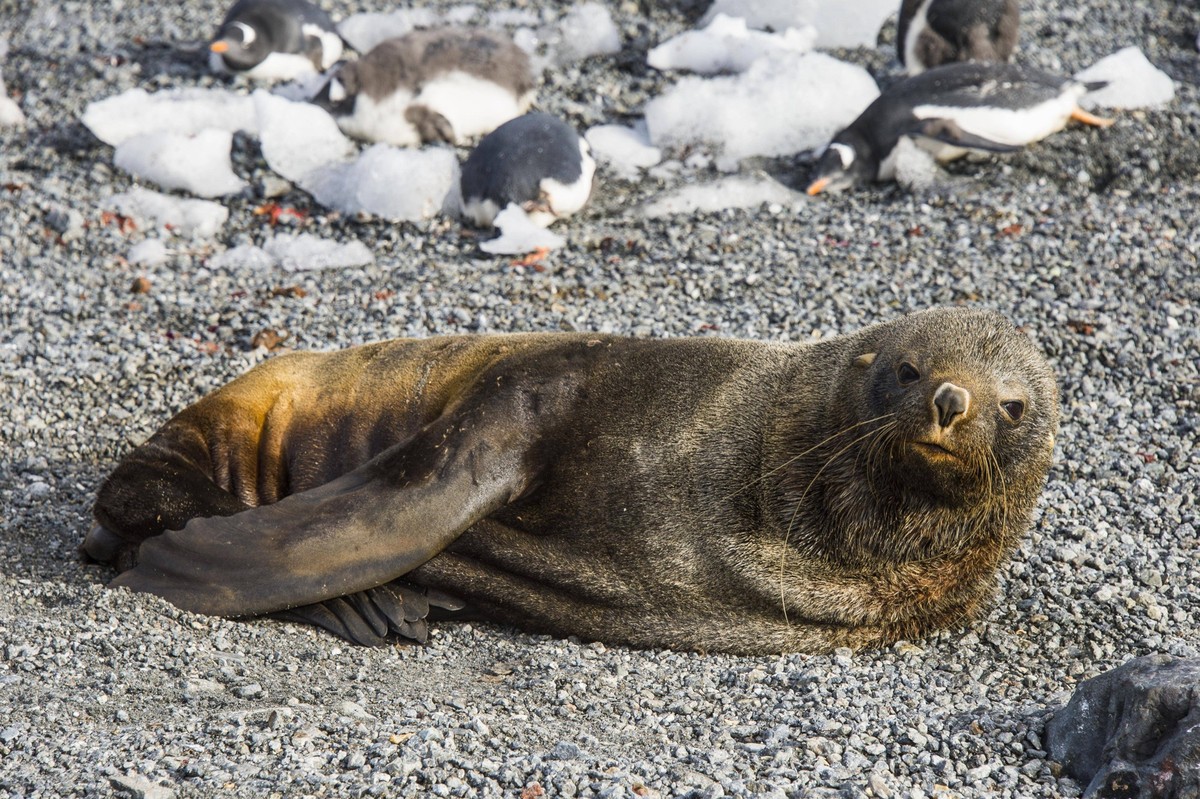 Gourdin Insel, Antarktis, Antarktika *** Gourdin Island, Antarctica, Antarctica Copyright: imageBROKER/MichaelxRunkel ibxrun06662378.jpg Bitte beachten Sie die gesetzlichen Bestimmungen des deutschen  ...