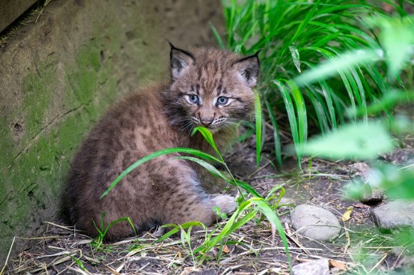 Luchs Tierpark Goldau