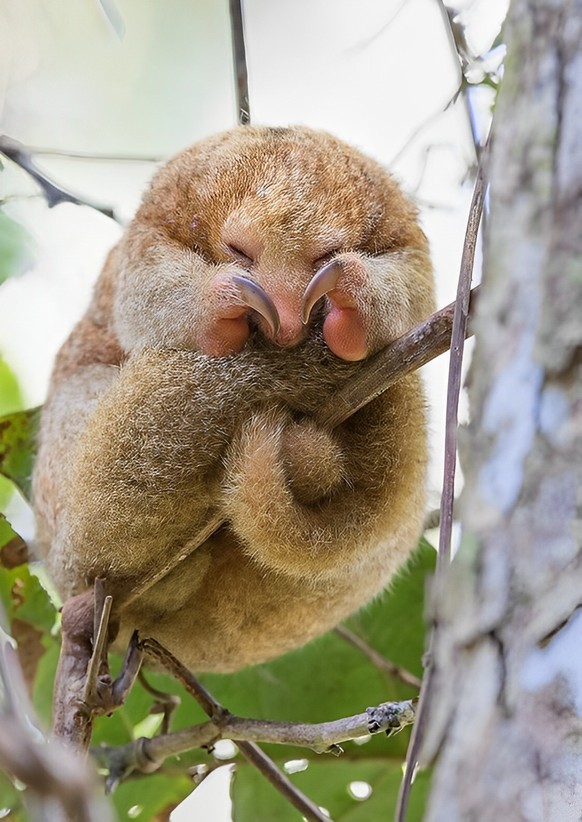 cute news animal The Pygmy Anteater https://imgur.com/t/aww/qdLWq8t
