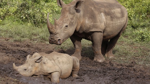 FILE - On this Sunday, December.  File photo from October 20, 2015, rhinos walking in the Hluhluwe Game Reserve in South Africa.  South Africa
