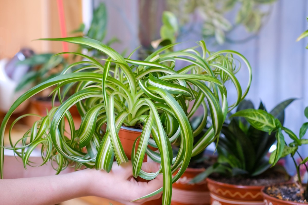 Chlorophytum comosum
