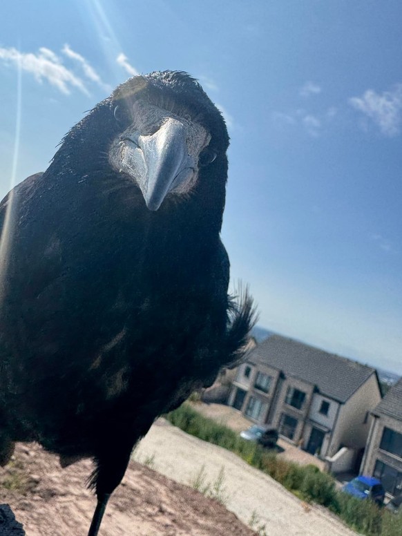 cute news tier vogel

https://www.reddit.com/r/crows/comments/1vuq7us/frankie_my_rookbro/