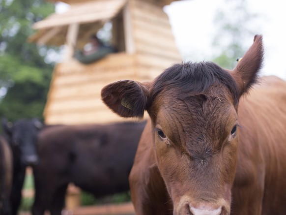 Angus-Rind auf der Weide des Zürcher Bio-Bauers.