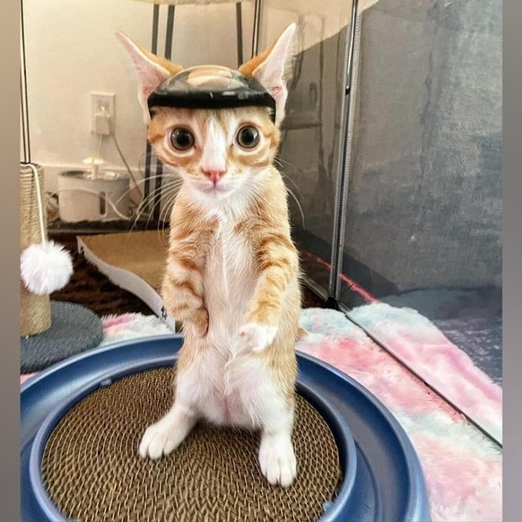 cute news tier katze

https://www.reddit.com/r/BeAmazed/comments/1vsnltr/otter_wore_a_tiny_helmet_until_he_was_old_enough/