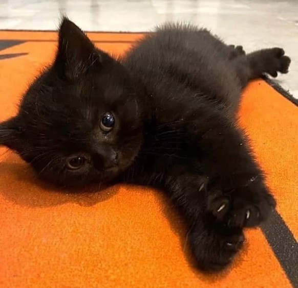 cute news animal tier katze

https://www.reddit.com/r/aww/comments/rm0zp0/milos_favorite_rug/