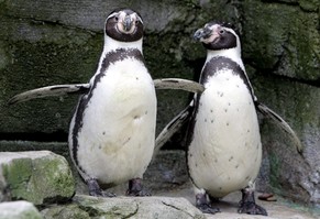 Die schwulen Pinguine aus dem Zoo Bremerhaven.