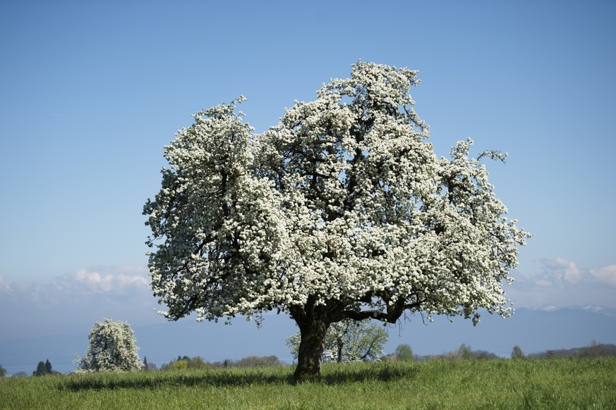 Noch ist dieser Baum in Egnach TG weiss, weil er blüht. Bald wird er möglicherweise weiss von Schnee sein.