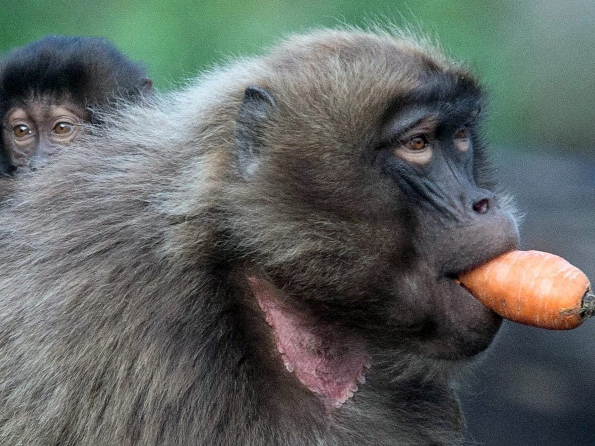 epaselect epa05595968 A young gelada baboon is carried on the back of its mother enjoying a carrot 21 October 2016 at the Berlin Zoo, Berlin, Germany. EPA/PAUL ZINKEN