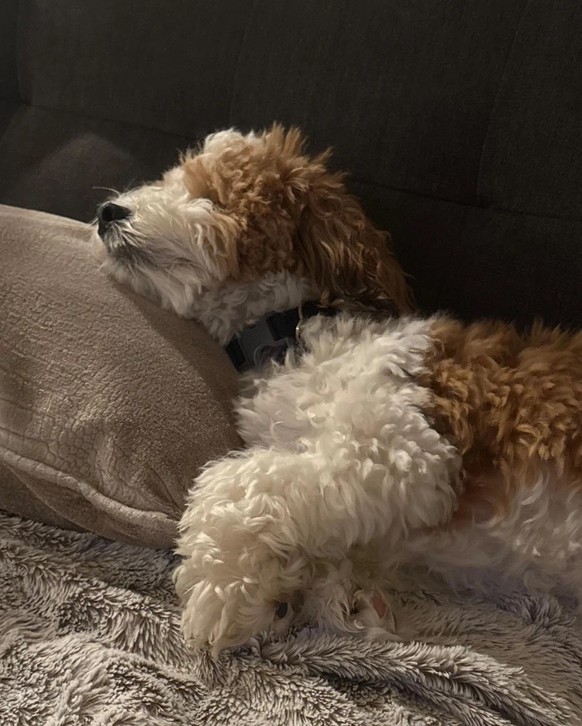 AccidentalRenaissance
Dog in Repose

https://www.reddit.com/media?url=https%3A%2F%2Fpreview.redd.it%2Fdog-in-repose-v0-bmp0jdj99klg1.jpeg%3Fwidth%3D1080%26crop%3Dsmart%26auto%3Dwebp%26s%3D750cb156aa85 ...