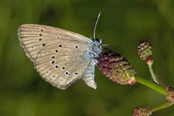 Heller Wiesenknopf-Ameisenbläuling Schmetterling Falter mit geschlossenen Flügeln auf brauner Blüte hängend rechts sehend *** Heller Meadow button Ameisenbläuling Falter with closed Wings at Brauner F ...