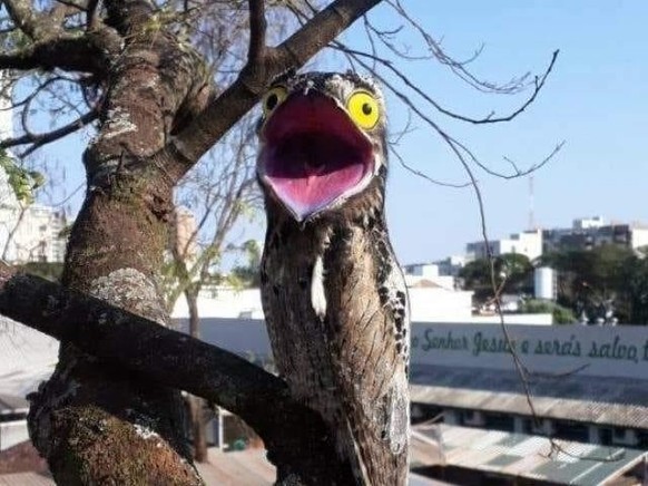 cute news animal bird https://www.reddit.com/r/NatureIsFuckingLit/comments/17q55ya/when_potoo_goes_to_the_city/