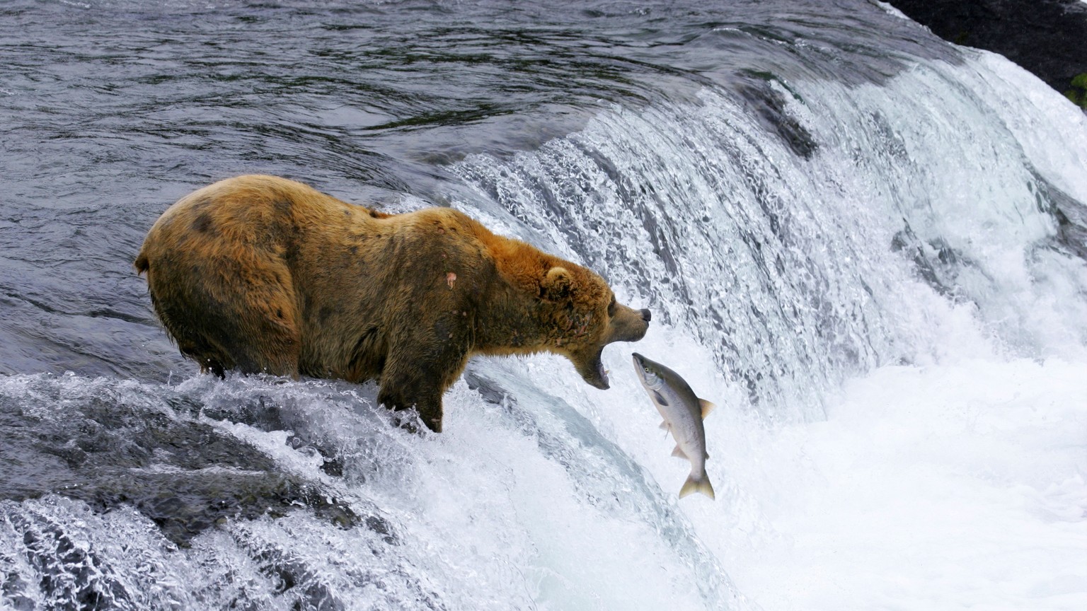This undated image provided by MacGillivray Freeman Films shows a brown bear catching salmon in Katmai National Park and Preserve in Alaska, shot in slow motion with a telephoto lens. The image appear ...