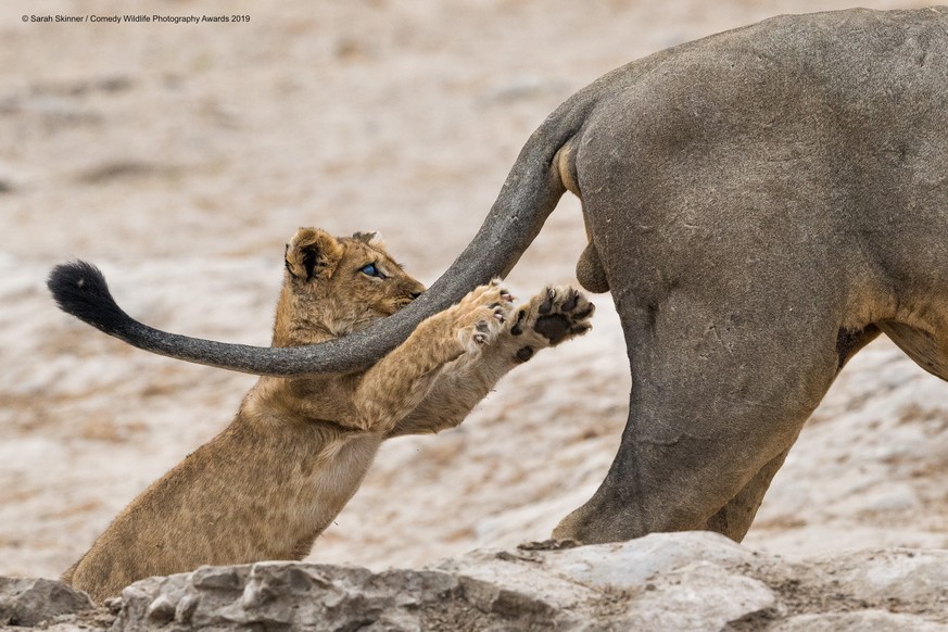 The Comedy Wildlife Photography Awards 2019
Sarah Skinner
Brackenll
United Kingdom
Phone: 07795803689
Email: sarahskinner74@gmail.com
Title: Grab life by the .....
Description: I had been watching the ...