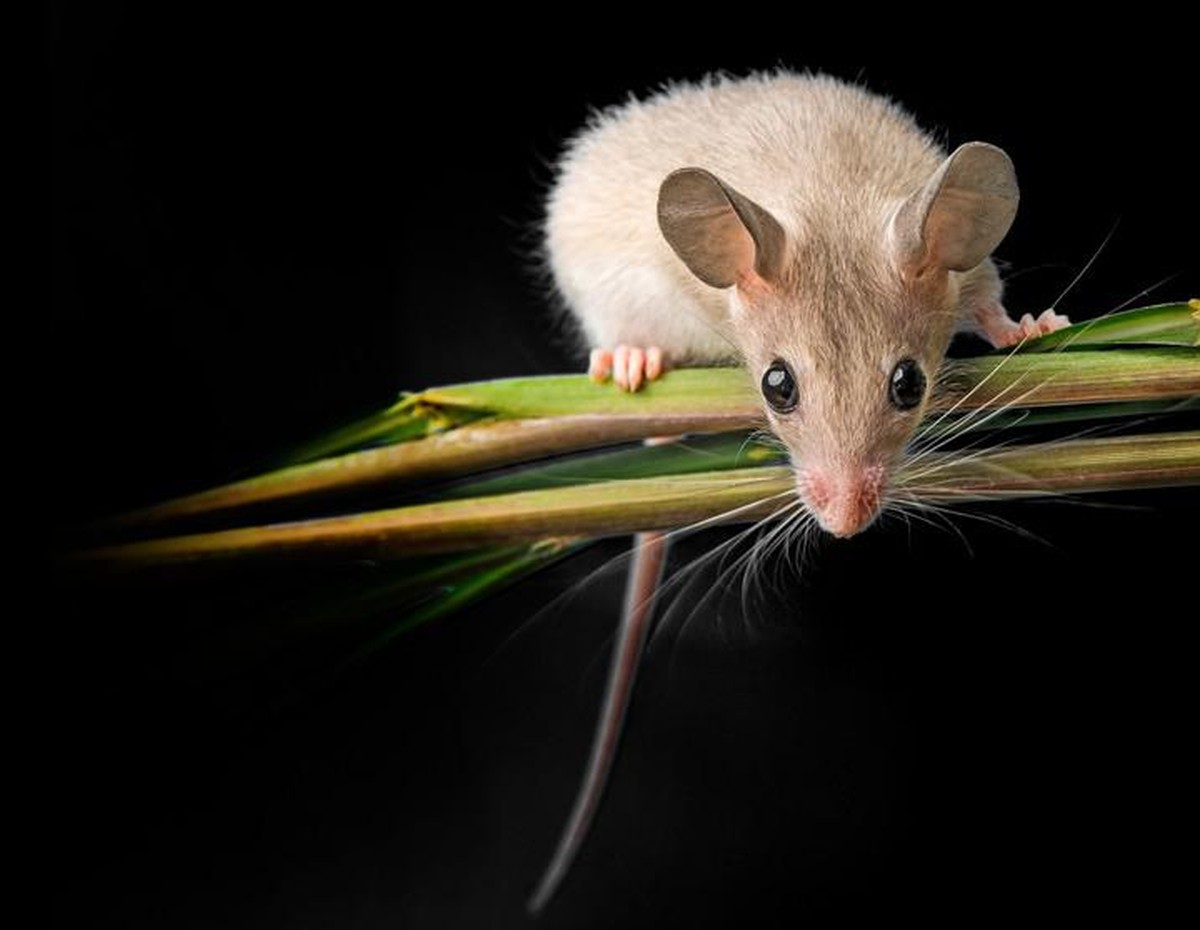 Ägyptische Stachelmaus (Acomys cahirinus)