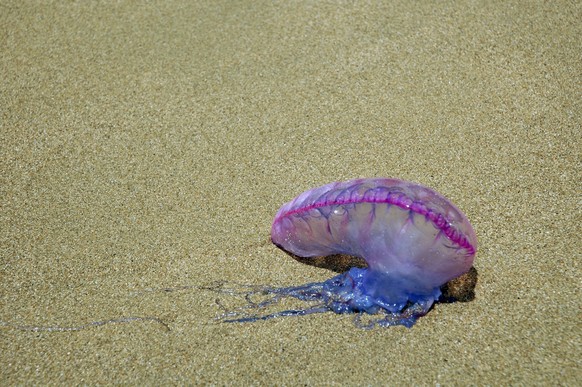 Portuguese Man o War - washed ashore on the beach Physalia physalis. Tobago. PUBLICATIONxINxGERxSUIxAUTxONLY Copyright: PatxMorris 10882283