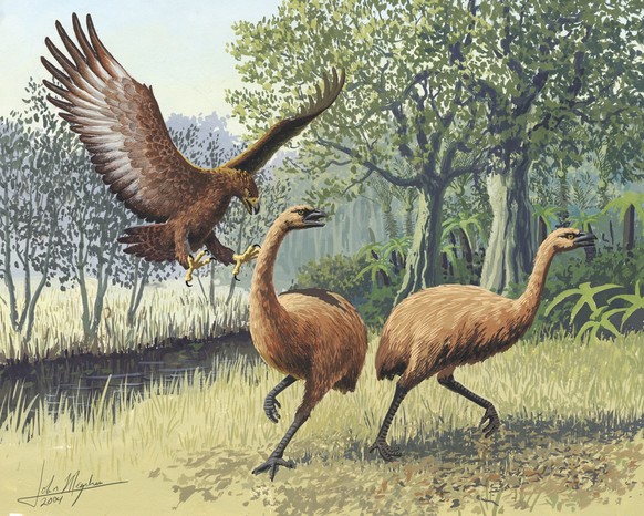 More details
Haast&#039;s eagle attacking a moa pair