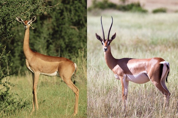 Giraffenantilope