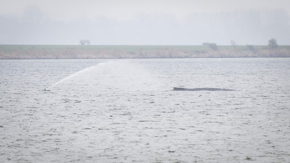 13.04.2026, Mecklenburg-Vorpommern, Poel: Der Buckelwal liegt weiterhin vor der Insel Poel. Der vor Poel gestrandete Buckelwal bleibt in einem gesundheitlich schlechtem Zustand. Das Umweltministerium  ...